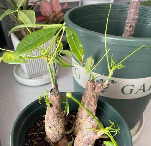 发财树高锰酸钾浸泡的正确方法（让你的发财树茁壮成长的秘诀）
