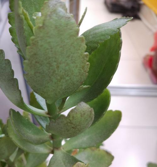 水培植物生锈病的防治（以水培方式种植植物时如何预防和治疗生锈病）