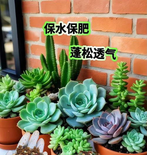 多肉植物养护指南（选择适宜的土壤是多肉植物养护的关键）