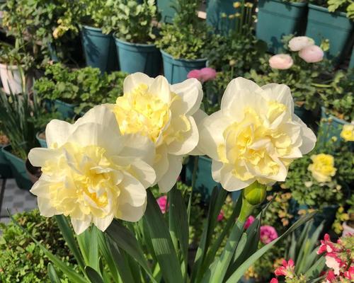 水仙花四季开花的奥秘（探秘水仙花四季开花的原因与特点）