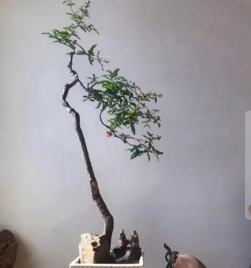 如何让石榴树盆栽开花结果？（关键步骤和技巧让石榴树盆栽在家中欣赏花果）