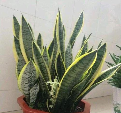 打造茂盛的虎皮兰
