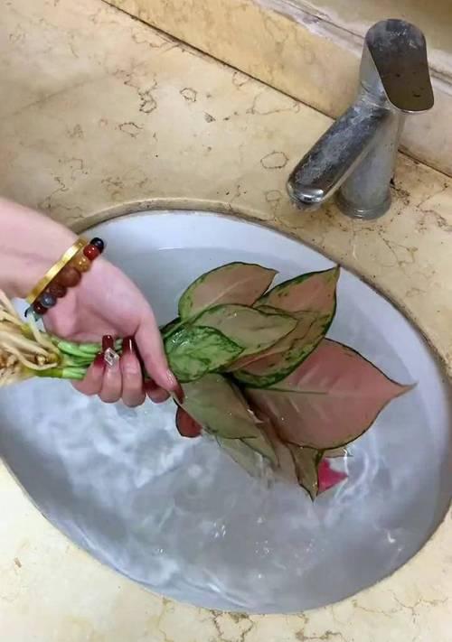 吉利红水培栽养指南（打造美丽水培花园，从吉利红开始）