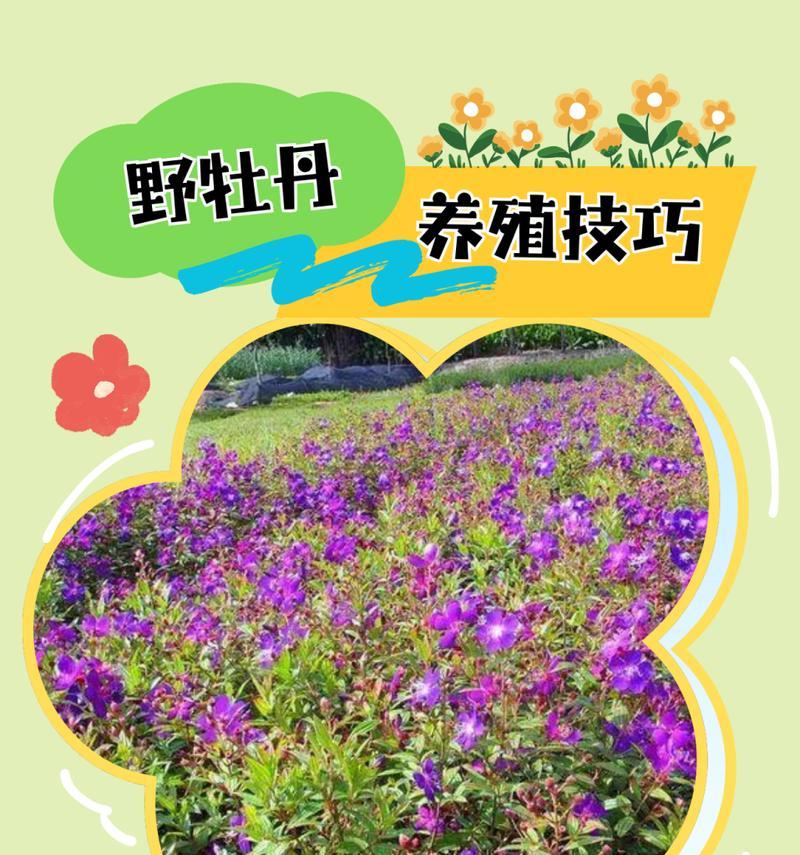 扶桑牡丹的养殖与注意事项（从选购到繁殖，全面解析扶桑牡丹的养殖技巧）