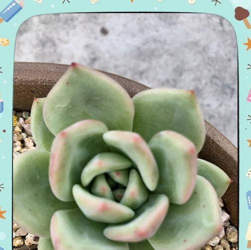 多肉奥普琳娜的徒长之美（探秘多肉植物奥普琳娜的徒长特点与养殖技巧）