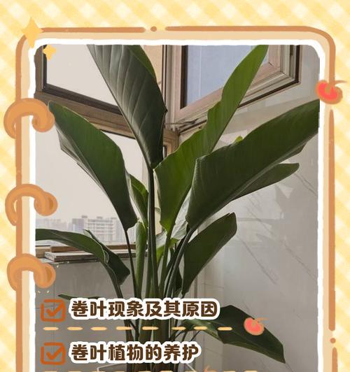 树叶打卷现象的解释与探究（揭开树叶打卷的神秘面纱，了解其原因和影响力）