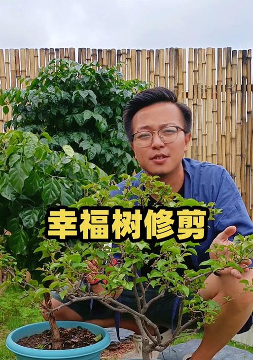 幸福树剪完后的处理方法（打理幸福树的技巧与经验分享）