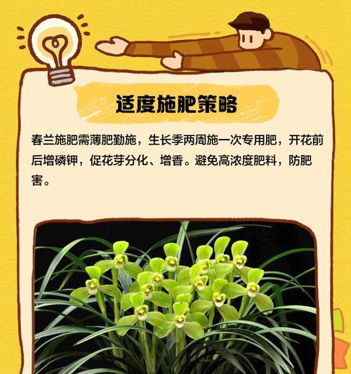 以春兰冬天怎么养的秘籍（春兰养护技巧揭秘，轻松应对寒冷冬季）