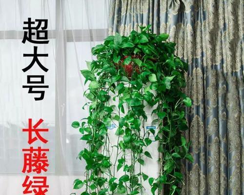 绿萝藤的盘起技巧（打造美丽的绿色垂挂墙）
