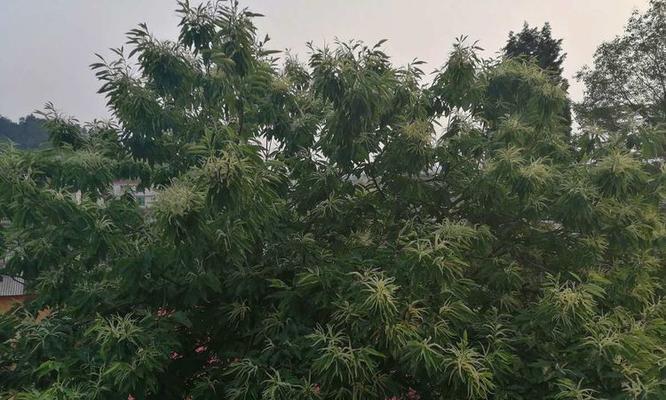 板栗树的风水作用与寓意（解读板栗树的能量和象征意义）