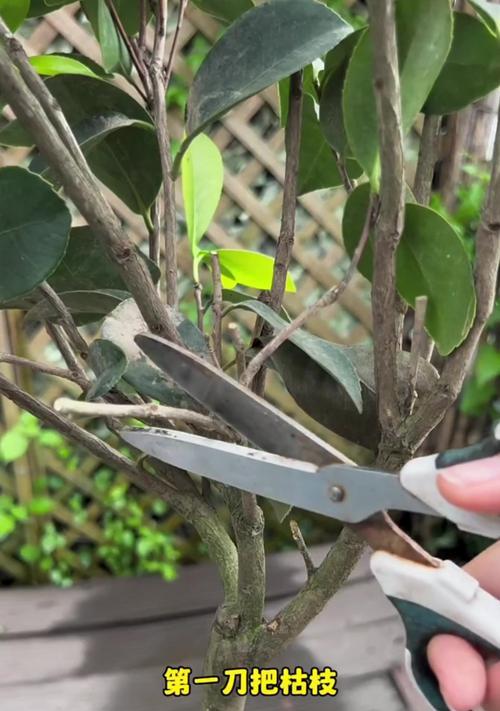 茶花树枝变黑的原因及处理方法（茶花树枝条变黑的危害与防治措施）