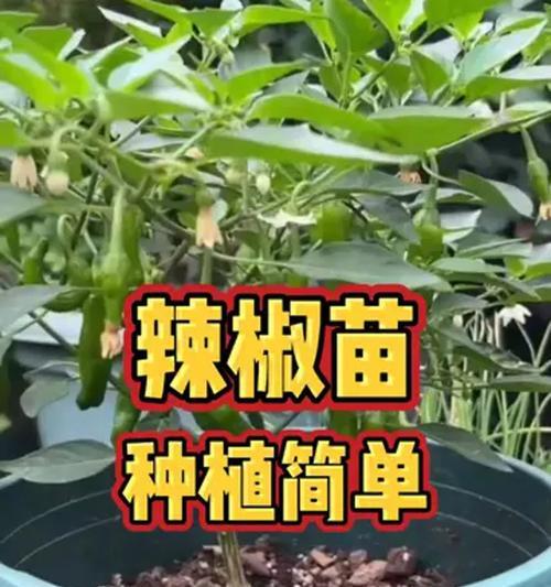 种辣椒的时间和周期（一年可以种几次辣椒？种植辣椒需要几个月？）