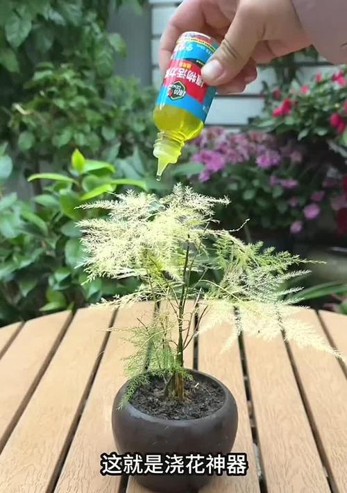 文竹不开花的原因及应对方法（揭秘文竹不开花的因素，助你轻松栽培繁花盛开的文竹）