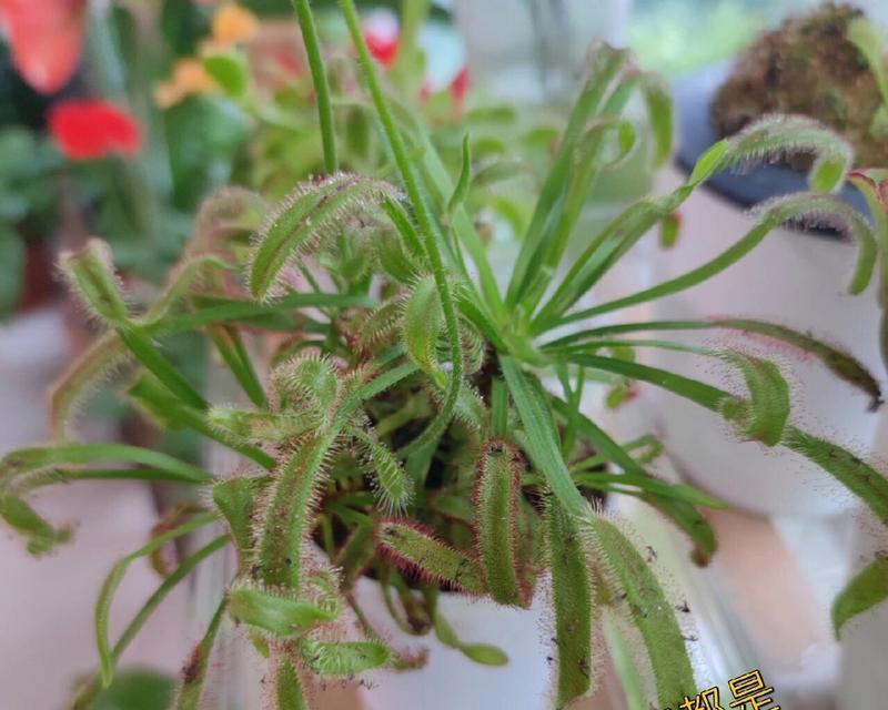 水培植物的小黑飞问题及解决方法（探索水培植物栽培中出现的小黑飞现象，为你提供解决方案）