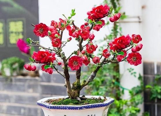 挑选最佳海棠品种，打造花园精品（如何选择最适合的海棠品种？一份详细指南）