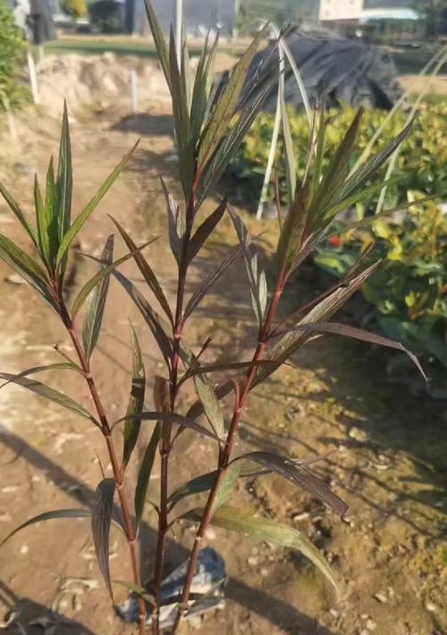 如何种植翠芦莉种子（种植翠芦莉的步骤和技巧）