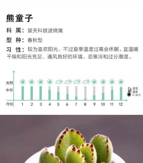 多肉白姬之舞养殖全攻略（打造美丽多肉花园，从白姬之舞开始）