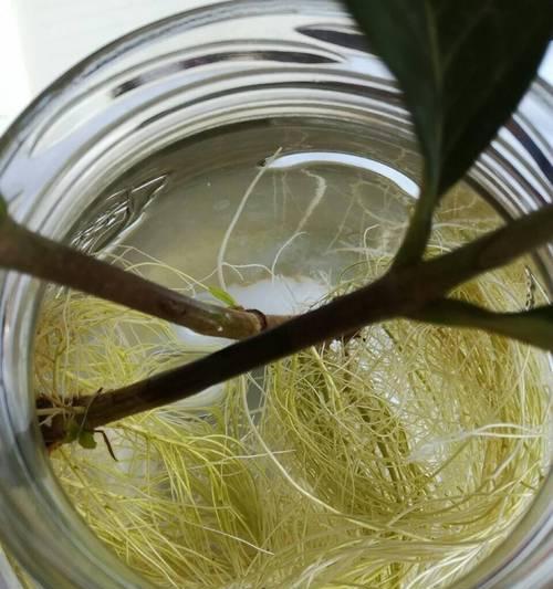 利用酒瓶养花的小窍门（用废弃酒瓶创造独特花园，打造美丽居家环境）