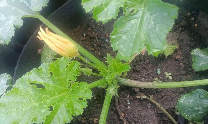 探秘葫芦开花季节（了解葫芦花期的最佳时间及其特点）
