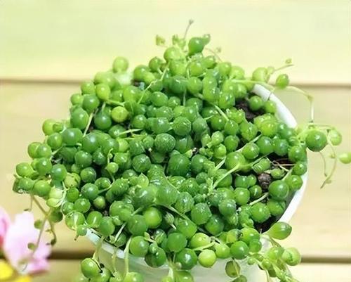 珍珠吊兰的正确浇水方法（关于珍珠吊兰的浇水技巧及注意事项）