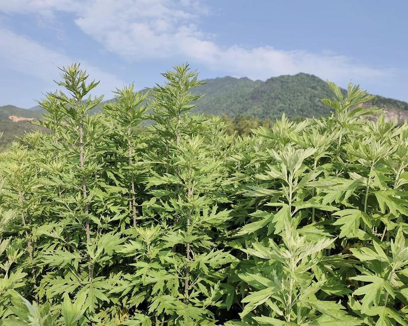 艾草的种植和收割技巧（掌握艾草收割时间，助力艾草种植）
