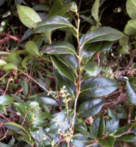 南烛叶——盛开在南国的珍贵植物（探秘南烛叶，了解其种类、生长环境和药用价值）