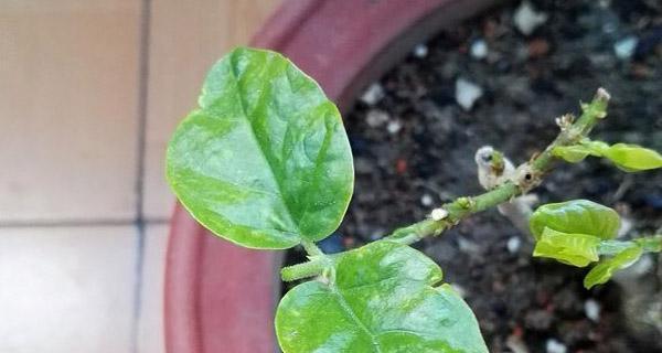 茉莉打顶后只长一个侧枝的原因及解决方法（茉莉打顶后侧枝不长的困扰与解决之道）