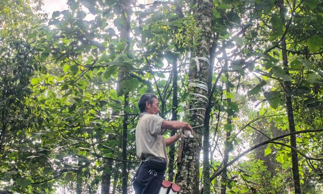 石斛种植指南（掌握石斛种植，打造丰收的花卉园）