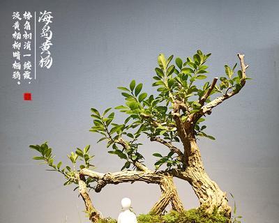 耐寒常青树-谈谈雀舌黄杨（了解雀舌黄杨的特性、养护及应用）