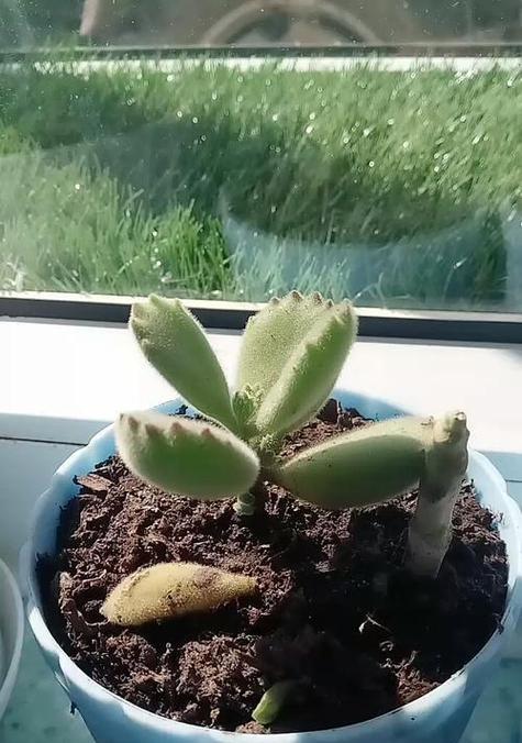 多肉植物为何在冬天掉叶子？（多肉植物冬季掉叶原因及应对方法）