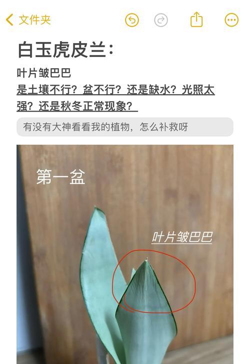 虎皮兰叶子生根方法（简单易行的虎皮兰繁殖技巧）