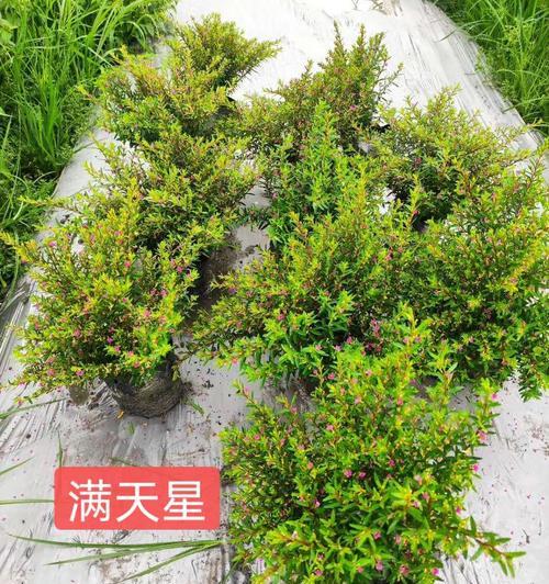满天星的地栽方法与注意事项（打造美丽庭院的必备技能）