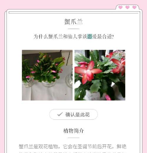 培育蟹爪兰的秘诀（以蟹爪兰怎么栽种好为主题，教你打造理想的生长环境）