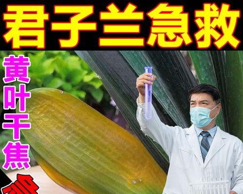 以君子兰叶子根部发黄的原因与处理方法（君子兰叶子根部发黄的关键原因及有效的处理方法）
