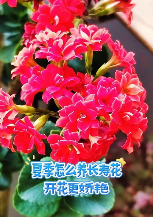 如何养护长寿花，延长其寿命？