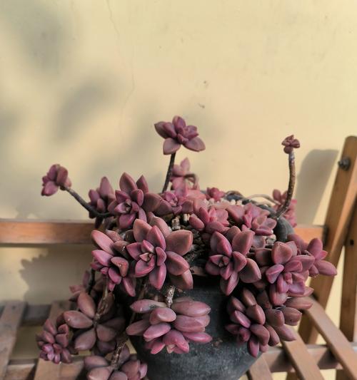 冻伤对多肉茎植物的影响及处理方法（多肉茎植物冻伤的预防与治疗）