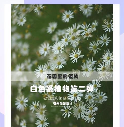 探秘里白的植物类别（了解里白的形态、生态和分布范围）