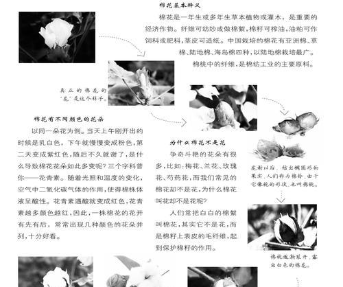 棉花的生命周期及特点（探究棉花的生长期、生长特点、使用情况和未来前景）