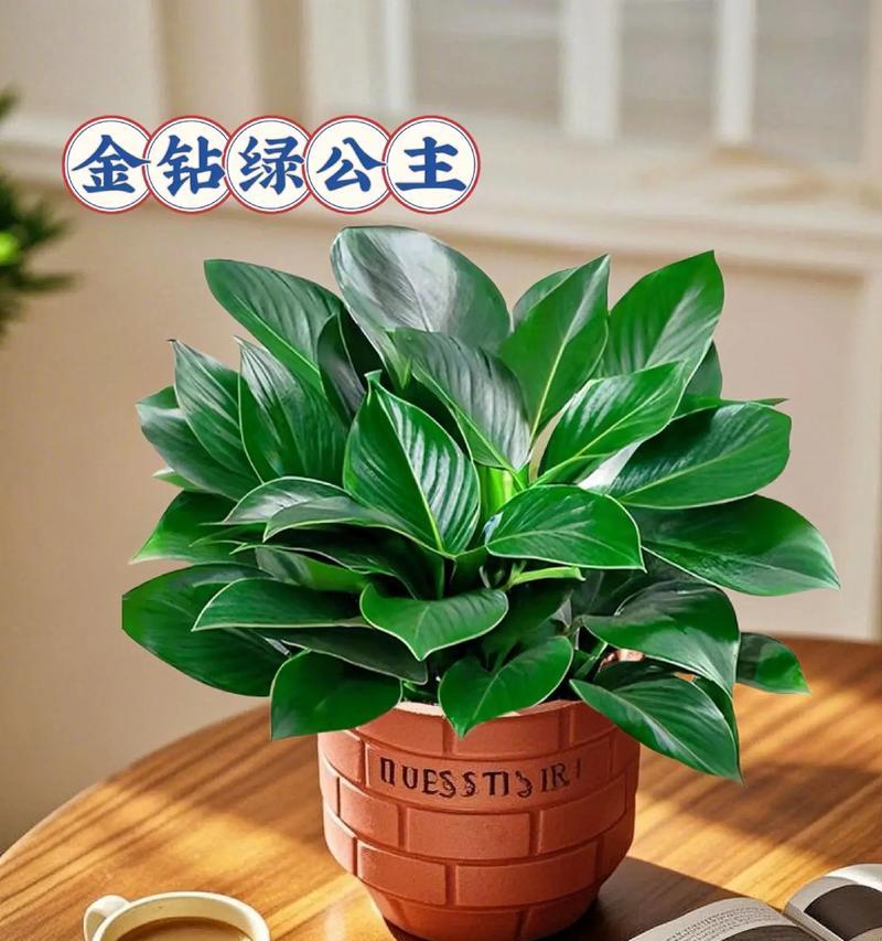 金钻花的盆栽技巧与注意事项（打造健康茂盛的金钻花）