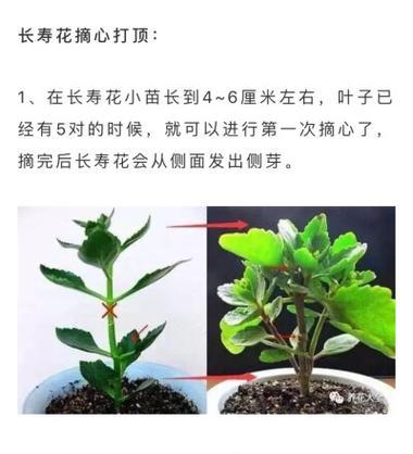 长寿花二次打顶技巧大揭秘（学习长寿花二次打顶，让您的植物更加茂盛生长）