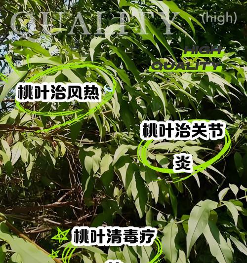 如何处理桃美人叶子的皱起现象？（解决桃美人叶子皱起的小技巧）