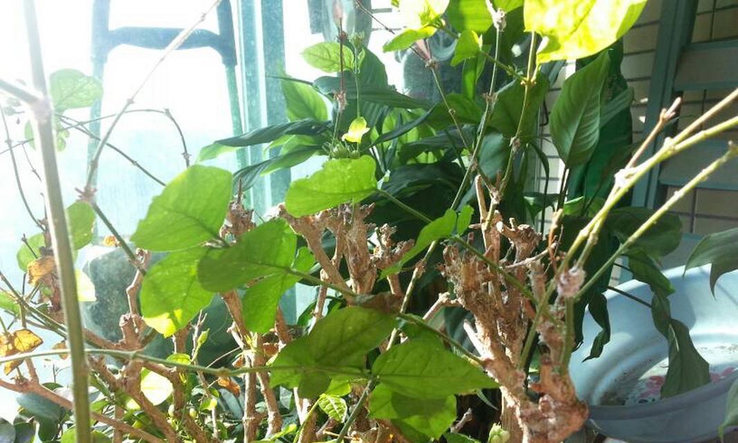 以莉花叶的养护指南（打造美丽健康的莉花叶盆栽）