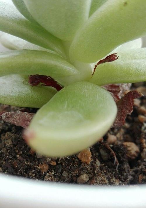 以玉珠帘开花的秘密（如何让玉珠帘迎来绚丽的花朵盛开）