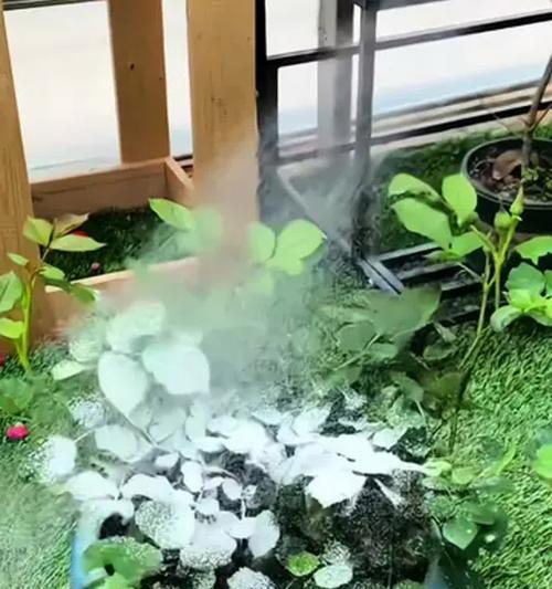 月季花的守护者——那些与虫为伴的生物世界（揭开月季花背后神秘的虫群生态）