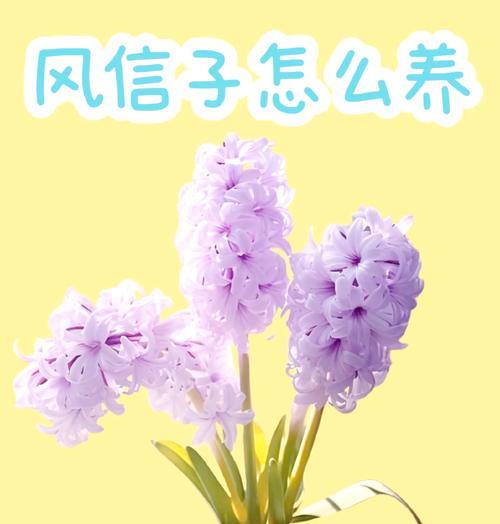 风信子发芽发霉了怎么办?(教你有效应对风信子发霉的方法)