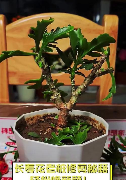 科学浇水技巧，助你打造长寿花花园（以长寿花怎么浇花为主题的科学浇水技巧分享）