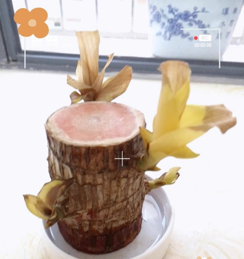 以巴西木养殖方法冬天怎么养（巴西木养殖技巧分享，让你的植物温暖过冬）