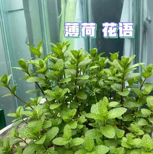 如何种植薄荷花（掌握关键步骤，轻松种植出繁茂的薄荷花）