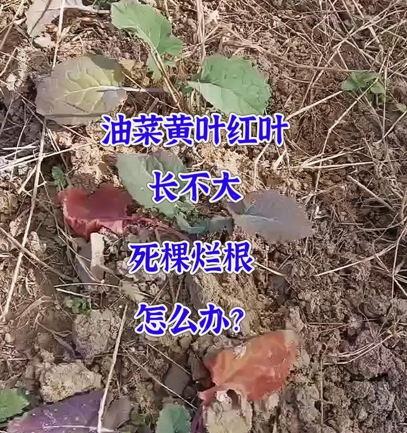 黄叶要死了怎么办（保护黄叶，延长生命）