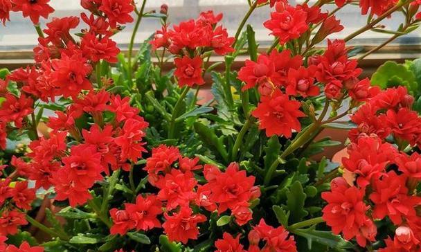 以一品红花卉的养殖方法（从种植到繁殖，一品红花卉如何做到茂盛美丽？）